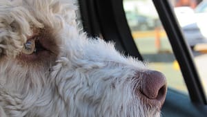dog inside car