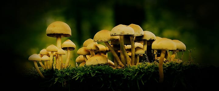 Five Health Benefits of Psychedelics