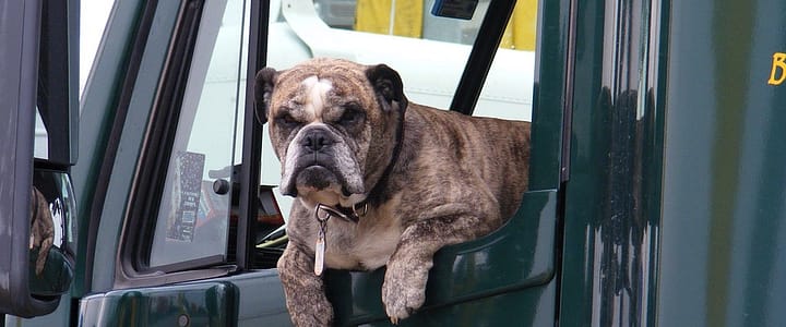 Best Ways to Transport Your Dog